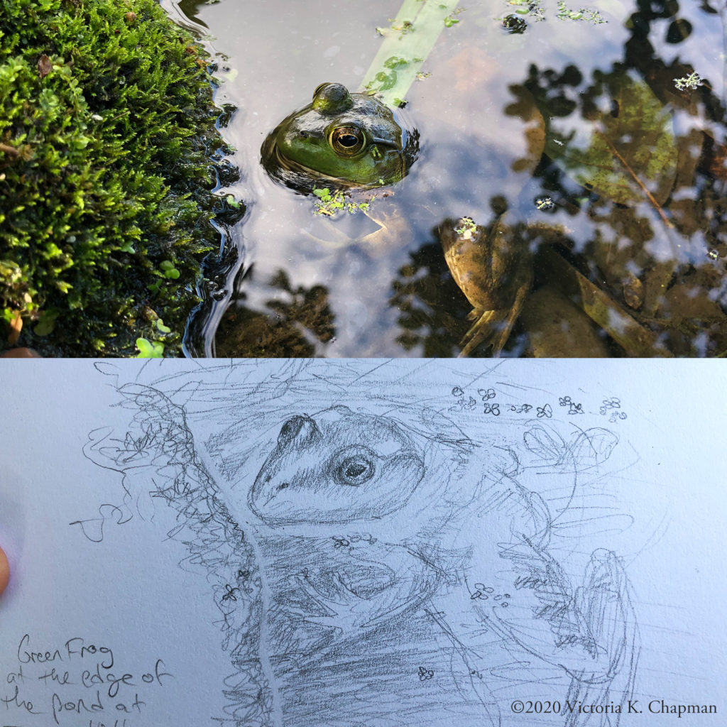 At the top, a photo of a green frog in a mossy pond. On the bottom, a drawing inspired by the frog photo by artist Victoria K. Chapman.