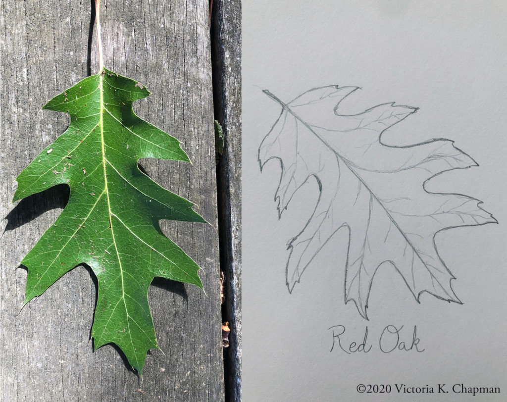 On the left, a photo of a leaf from a red oak tree. On the right, a drawing of a red oak leaf by artist Victoria K. Chapman.