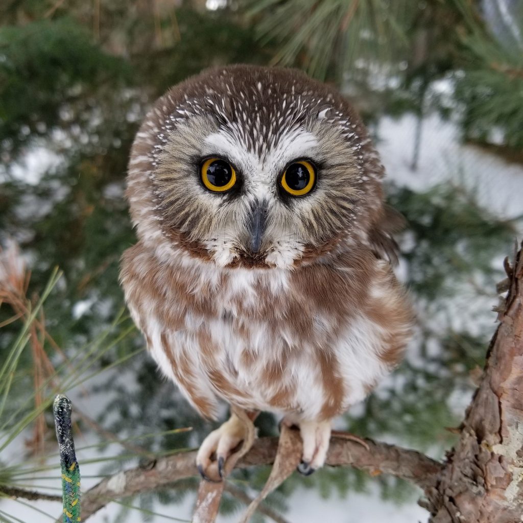 A northern saw-whet owl in a pine tree. Royalty-free photo by Chris Tolman via Pixabay.