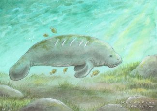 "Symbiosis" Florida Manatee Watercolor Illustration 5x7" Signed Matted Digital Art Print