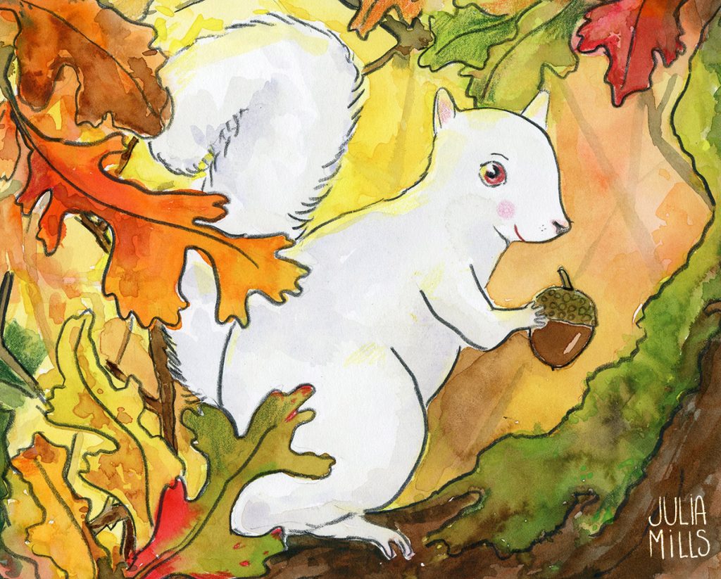 A white squirrel holds an acorn among some autumn leaves. Art by Julia Mills.