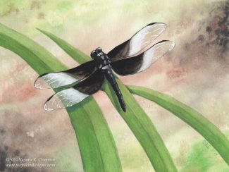 A widow skimmer dragonfly with white and black wings perches on a green grassy leaf. A painting created in watercolors, gouache, and colored pencils by Victoria K. Chapman, one of the pieces that will be part of the Destination: Nature show for 2024.